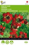 Pheasants Eye Red Flowering Seeds